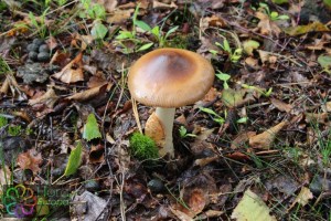 amanita fulva (4) (1000 x 667).jpg_product_product_product_product